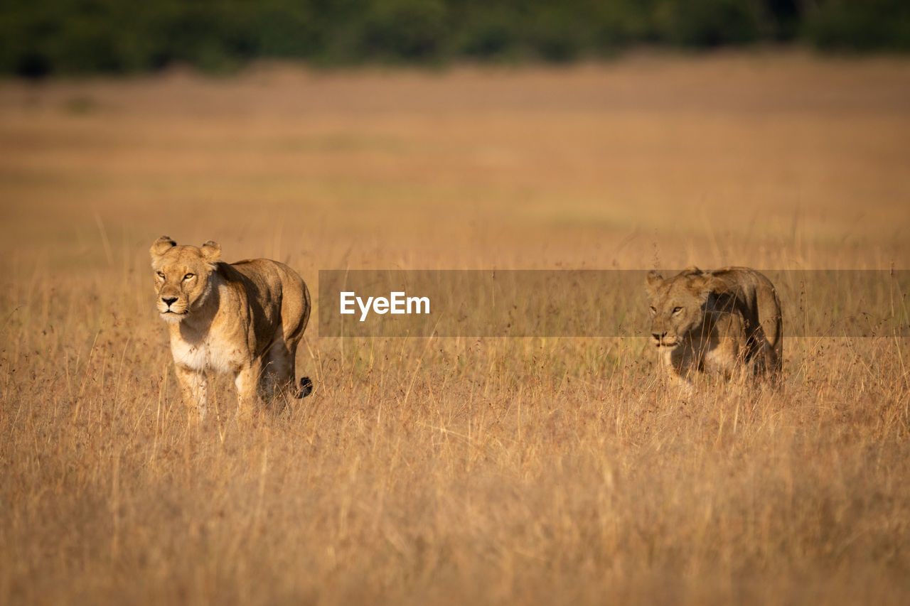 Two lions walking side-by-side through long grass