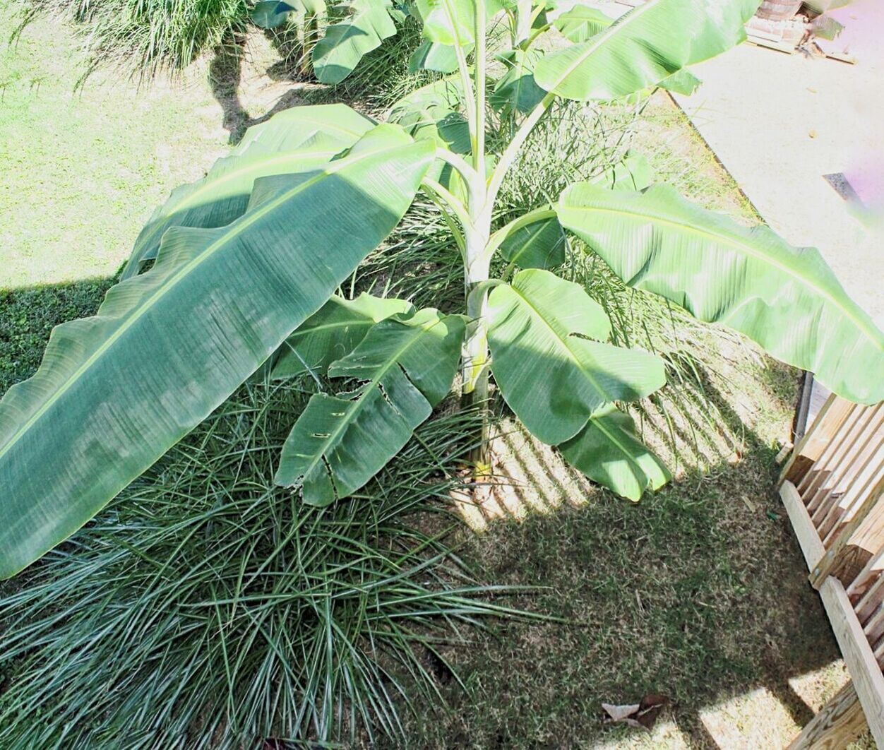 CLOSE-UP OF PLANTS