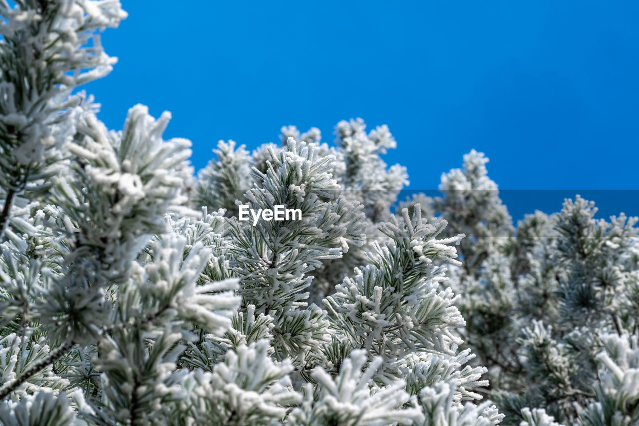 plant, winter, tree, cold temperature, snow, branch, frost, nature, blue, white, beauty in nature, sky, pine tree, coniferous tree, no people, frozen, pinaceae, flower, growth, clear sky, day, ice, spruce, fir, outdoors, tranquility, environment, low angle view, freshness, scenics - nature, close-up, land, freezing, sunlight, fir tree