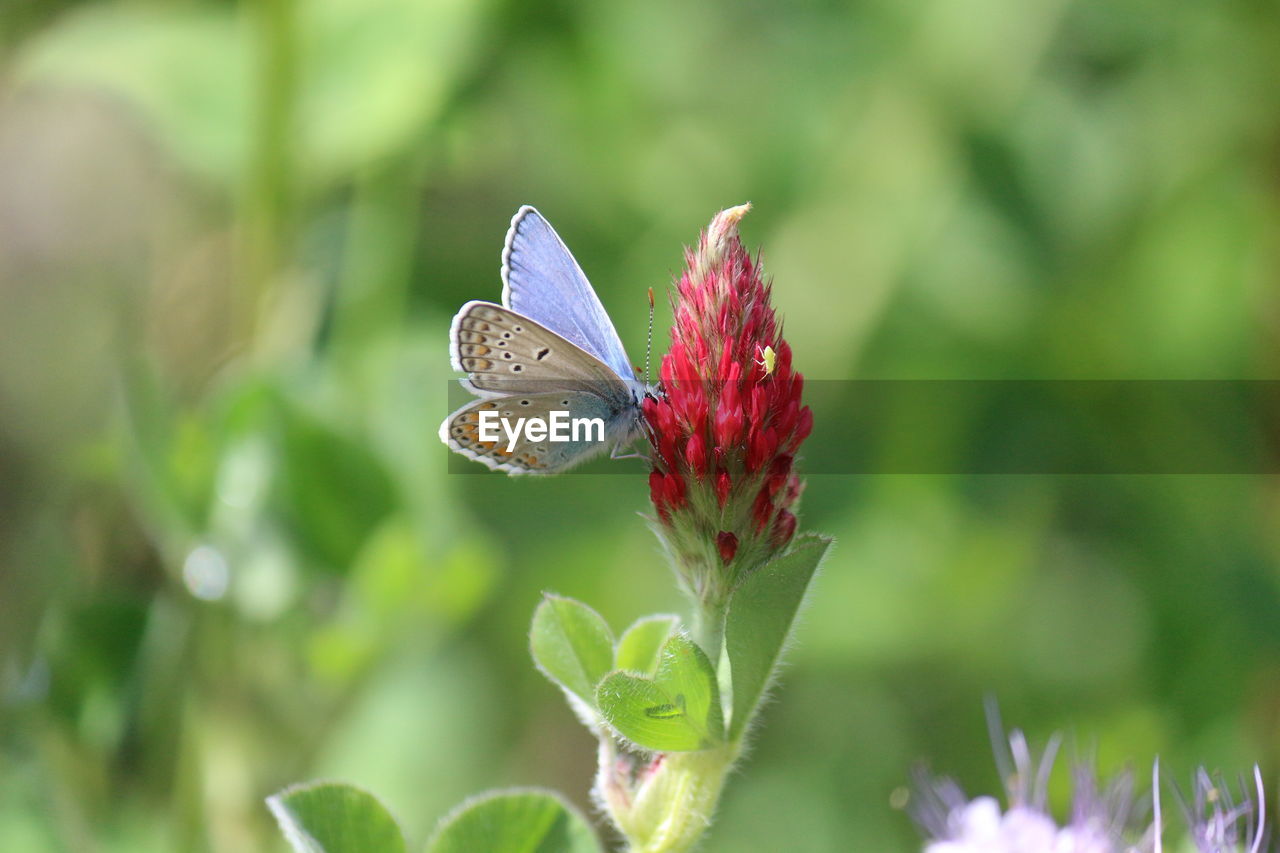 Close-up of butterfly pollinating on flower