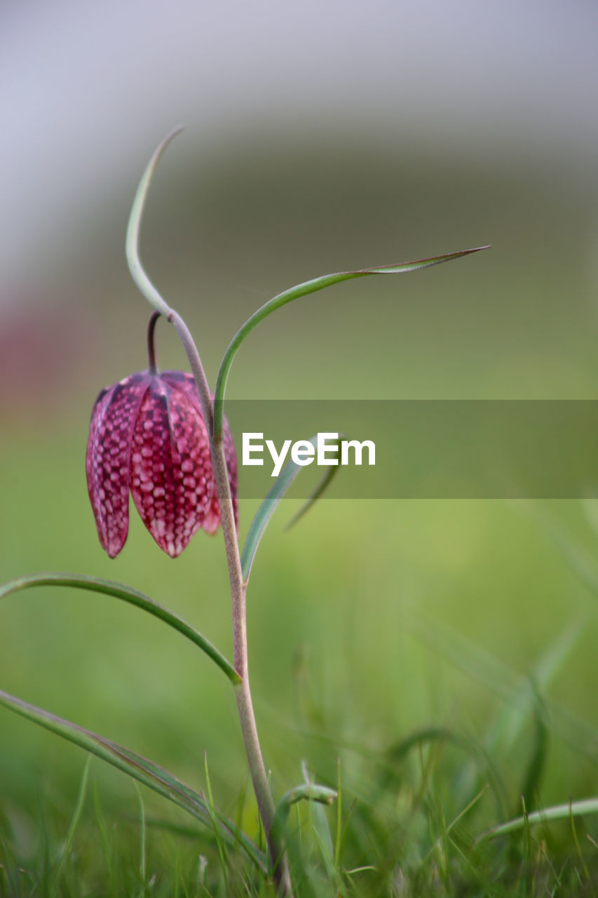 CLOSE-UP OF RED FLOWERING PLANT