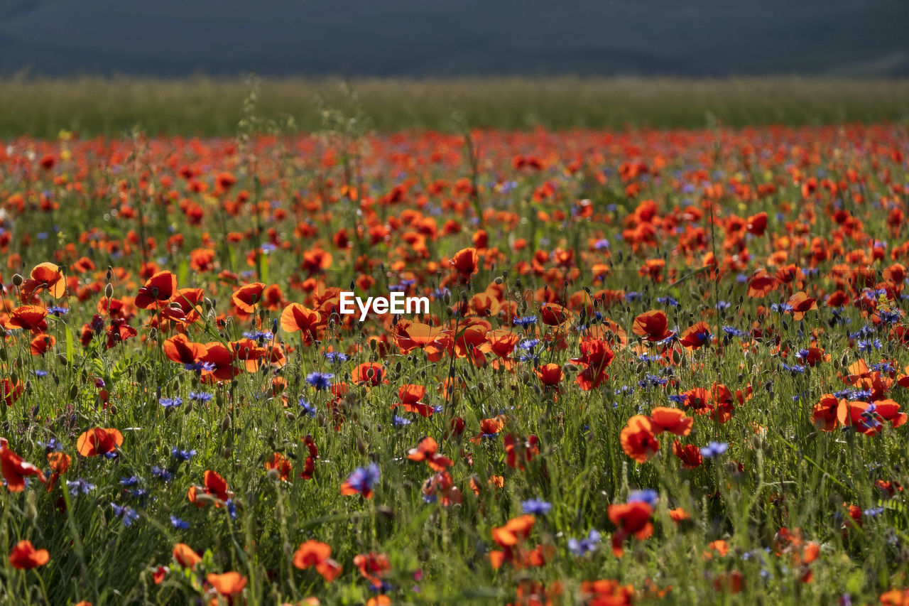 POPPIES ON FIELD