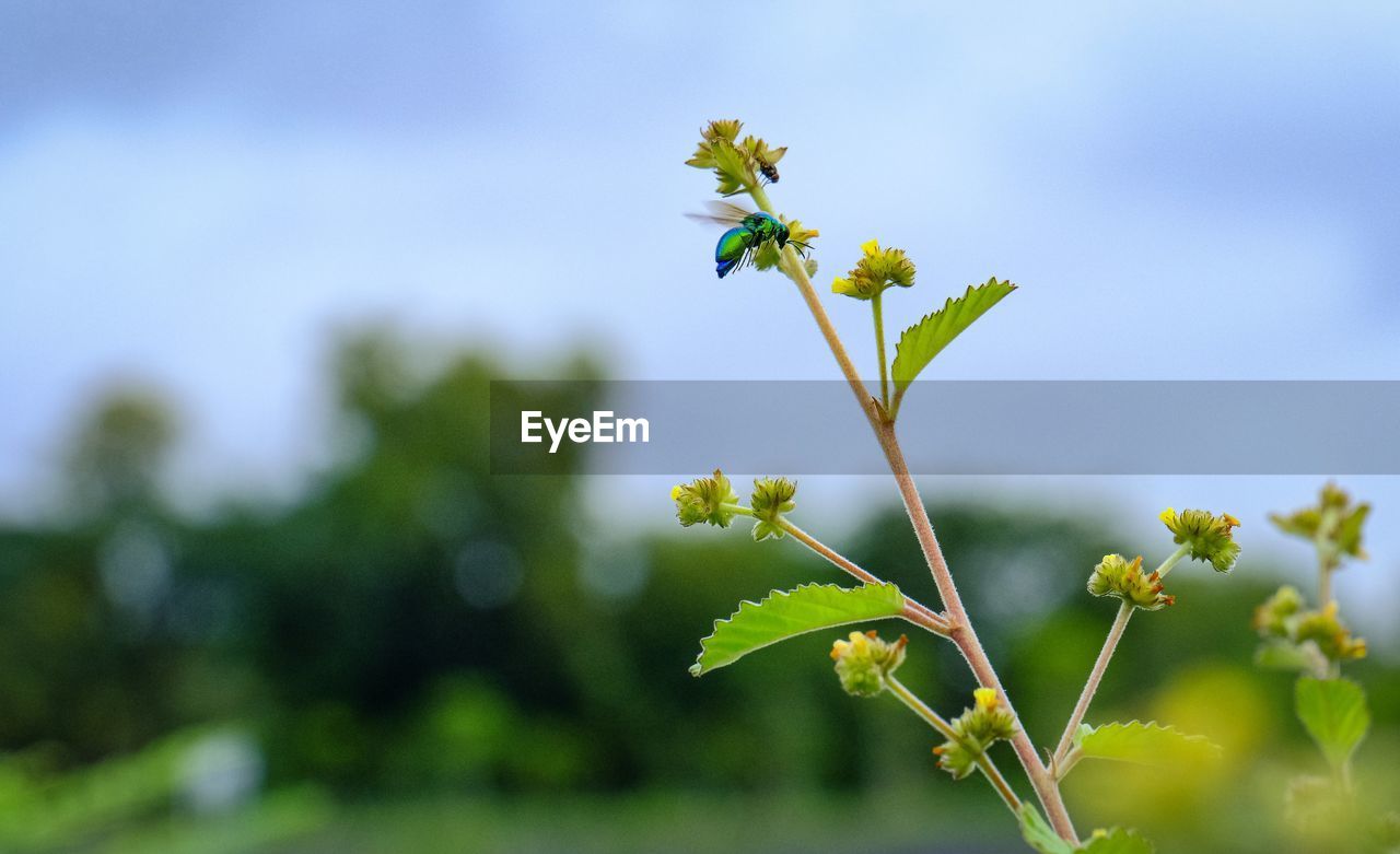 Close-up of flowering plant against sky