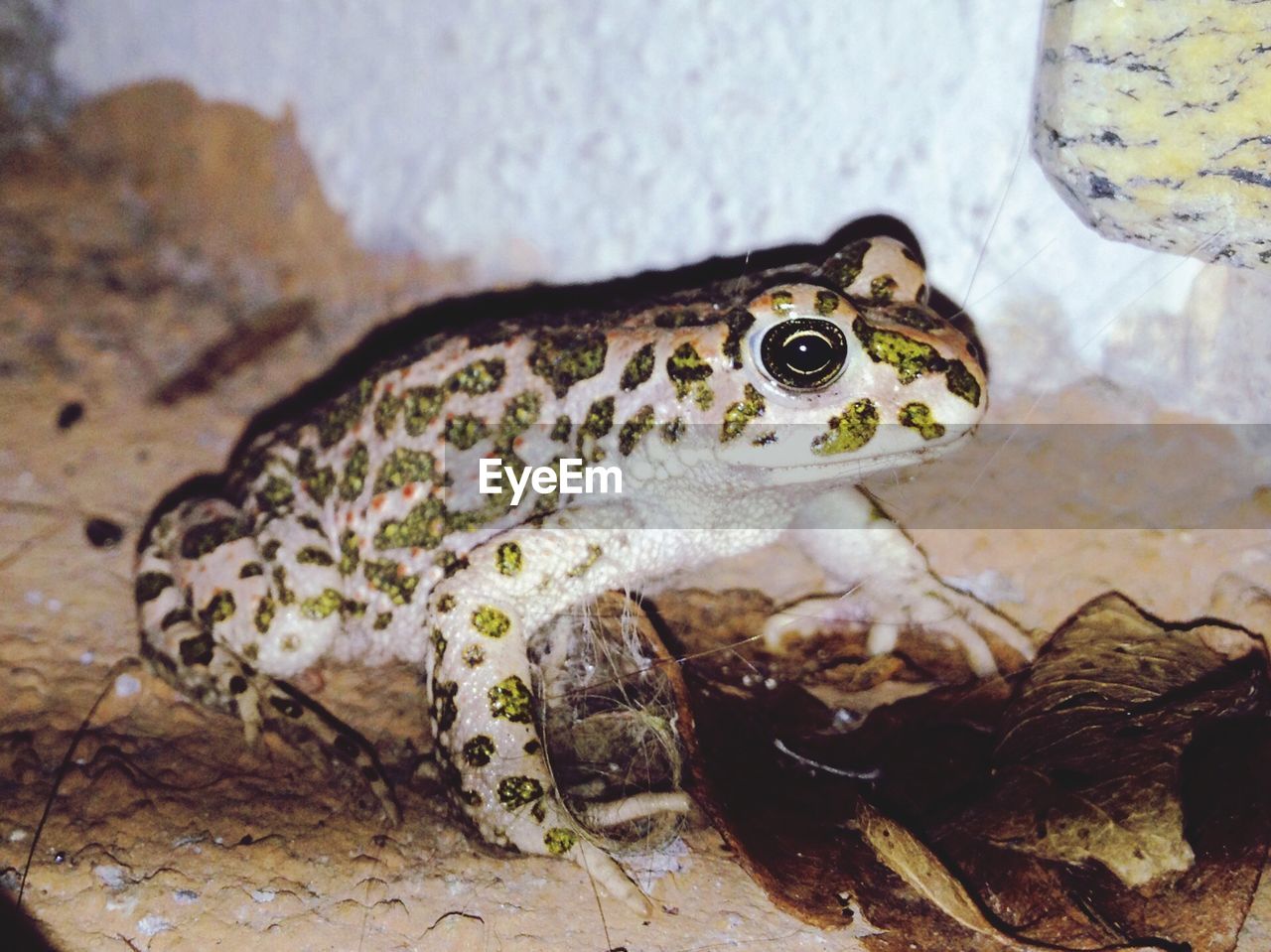 CLOSE-UP OF FROG ON STONE