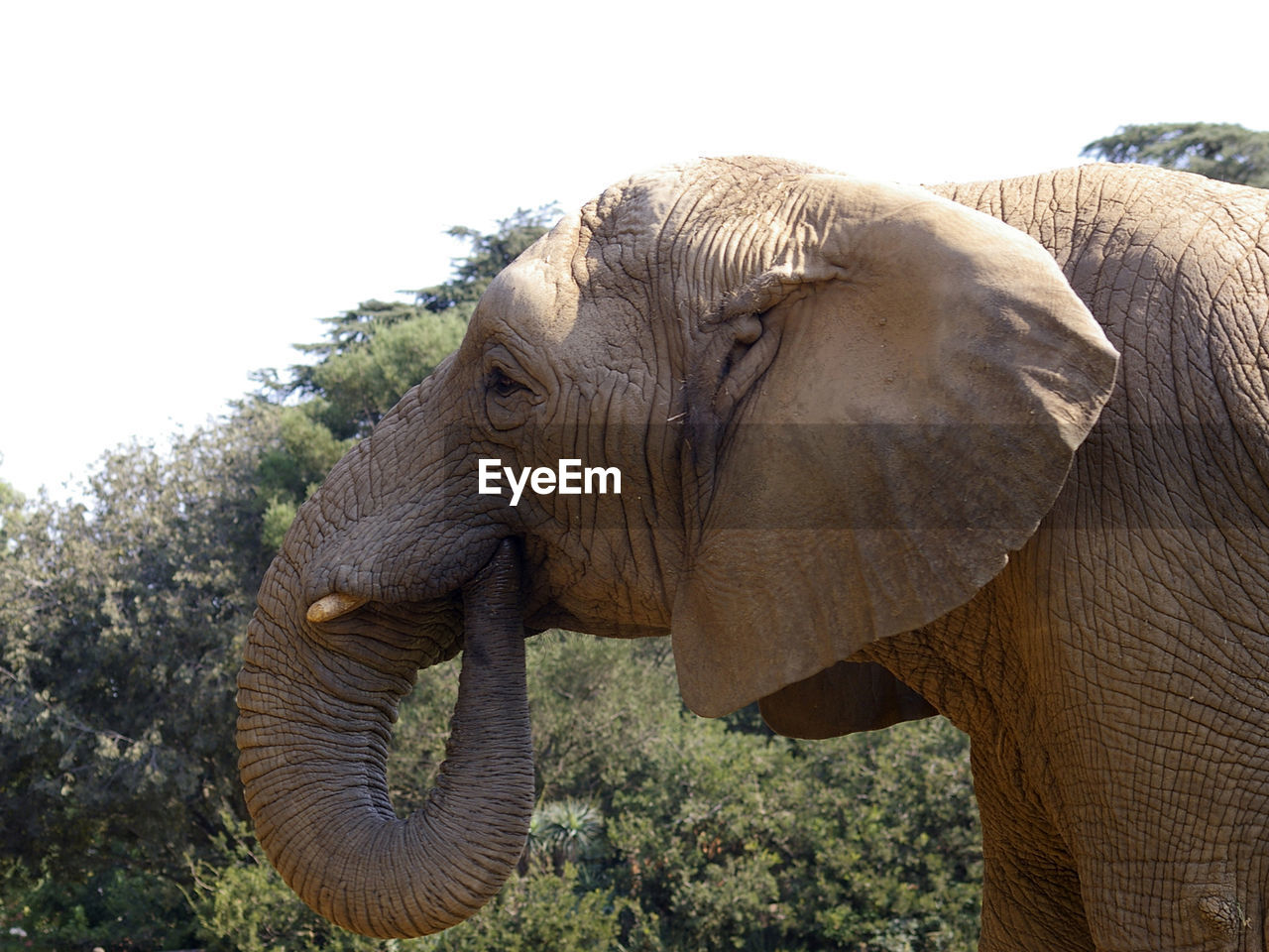 Close-up of african elephant by trees