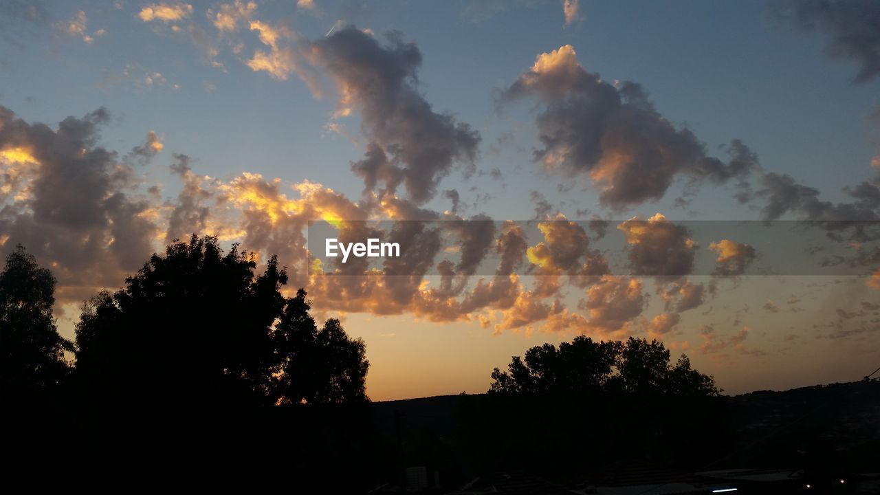 SILHOUETTE OF TREES AT SUNSET