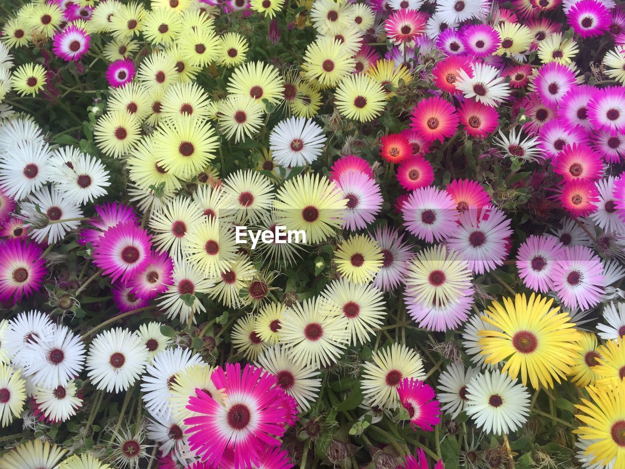 full frame shot of pink flowers