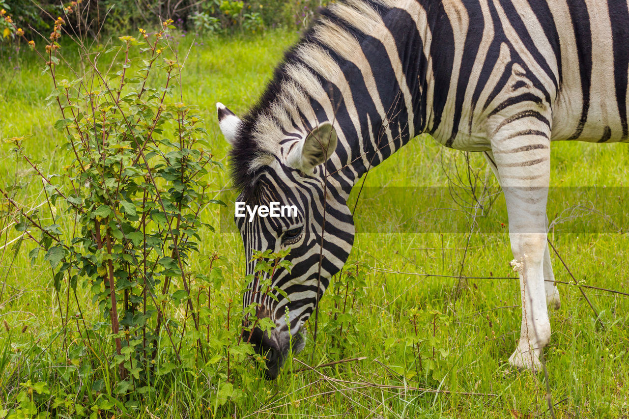 Zebra standing on field angola