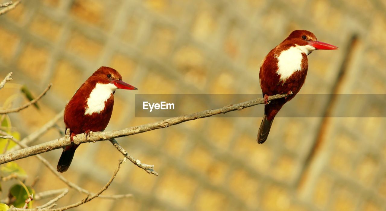 CLOSE-UP OF BIRD PERCHING ON RED BRANCH