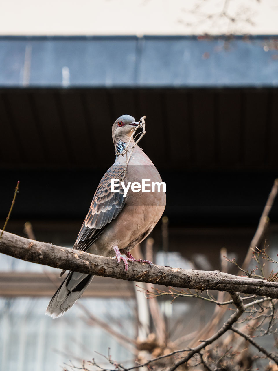 BIRD PERCHING ON A BRANCH