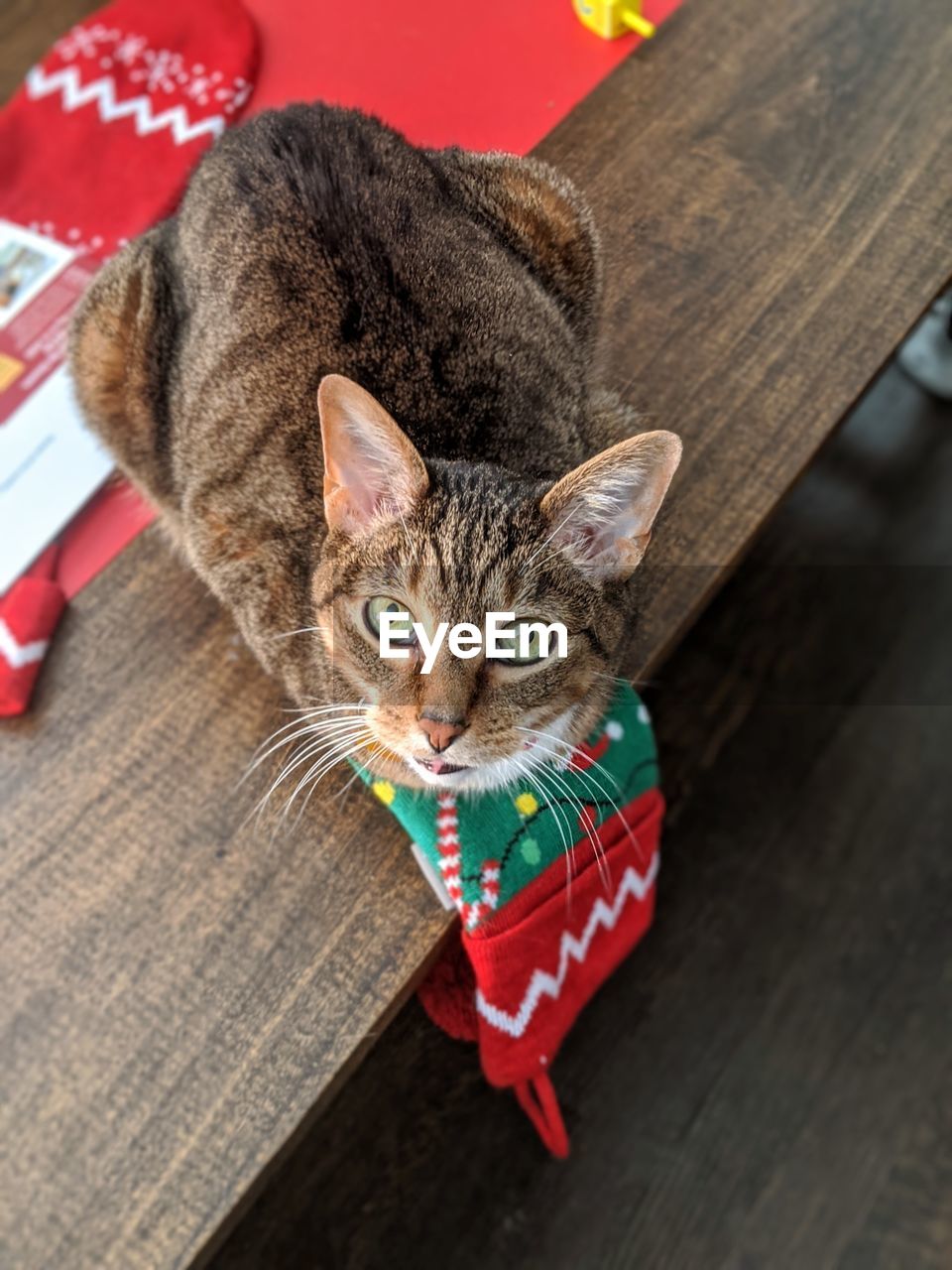 HIGH ANGLE PORTRAIT OF CAT BY WOODEN FLOOR