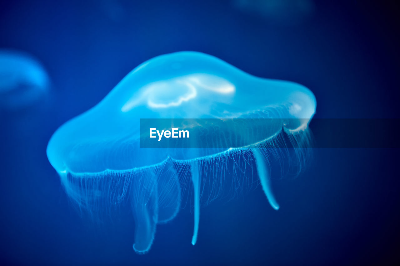 CLOSE-UP OF JELLYFISH IN SEA WATER