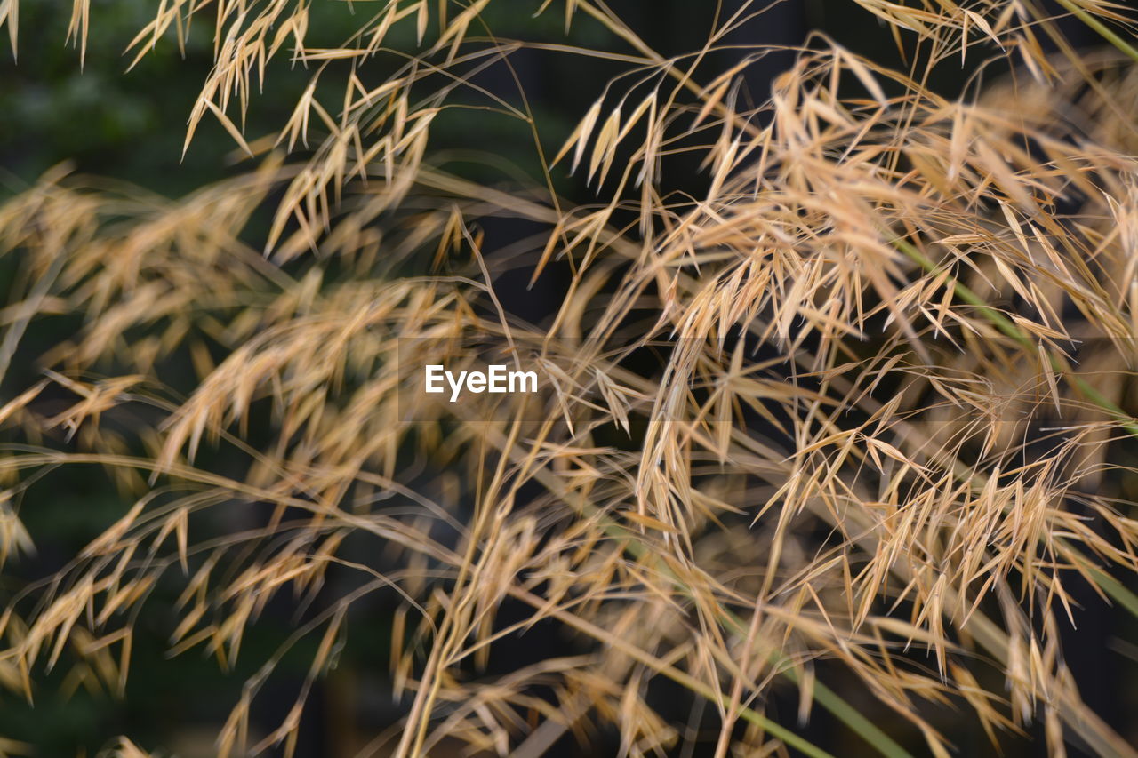 Full frame of plant leaves