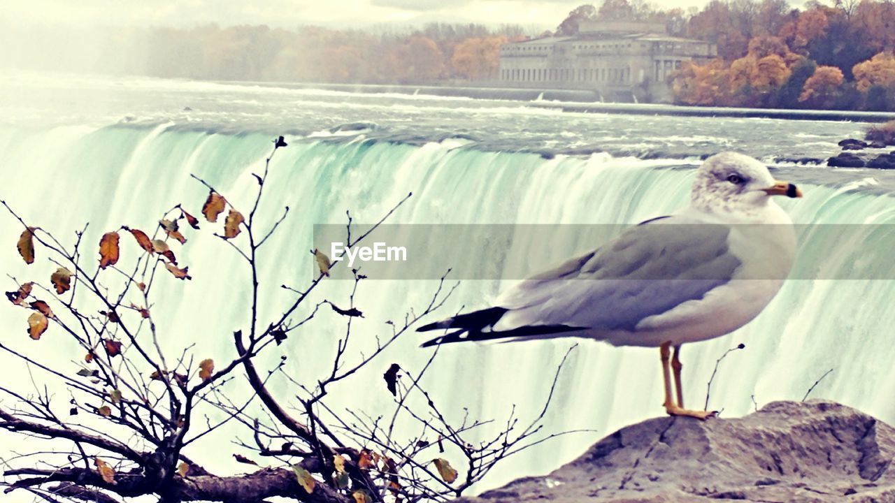 CLOSE-UP OF BIRD PERCHING ON LAKE AGAINST SKY