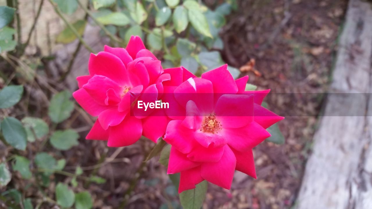 CLOSE-UP OF PINK FLOWERS BLOOMING IN PARK