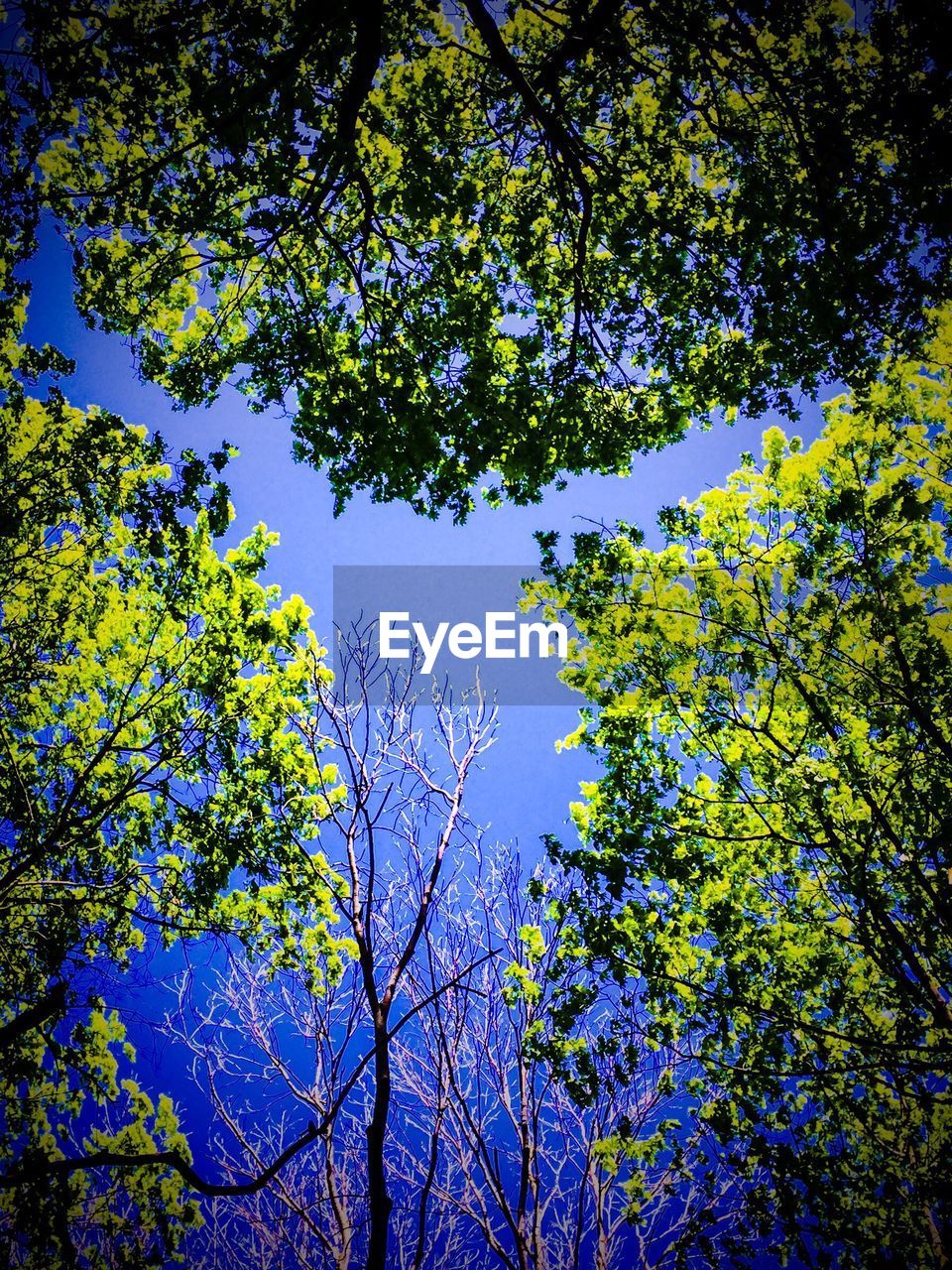 LOW ANGLE VIEW OF TREES AGAINST SKY