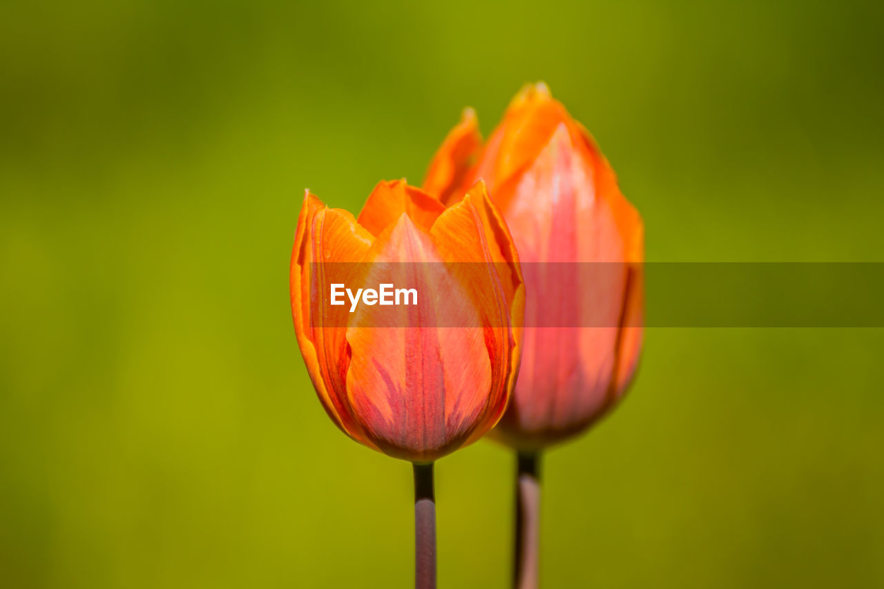 CLOSE-UP OF ORANGE ROSE