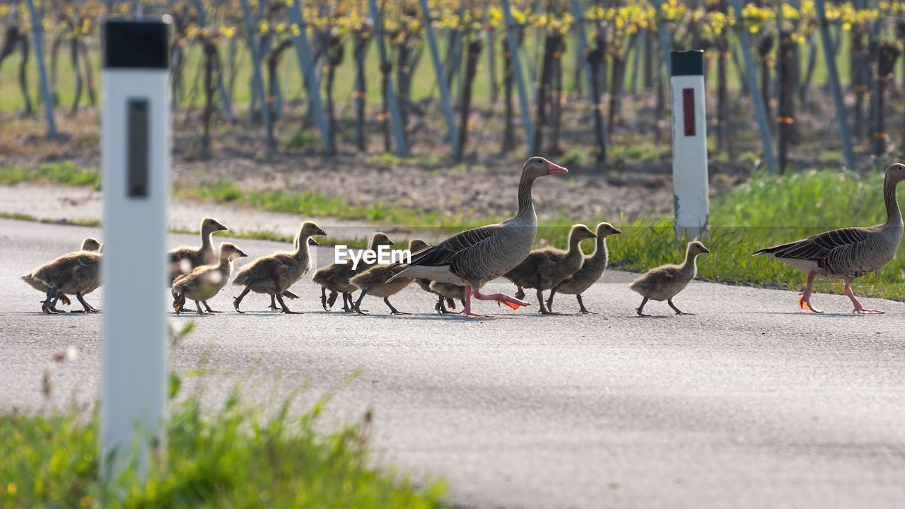 PIGEONS ON A FIELD