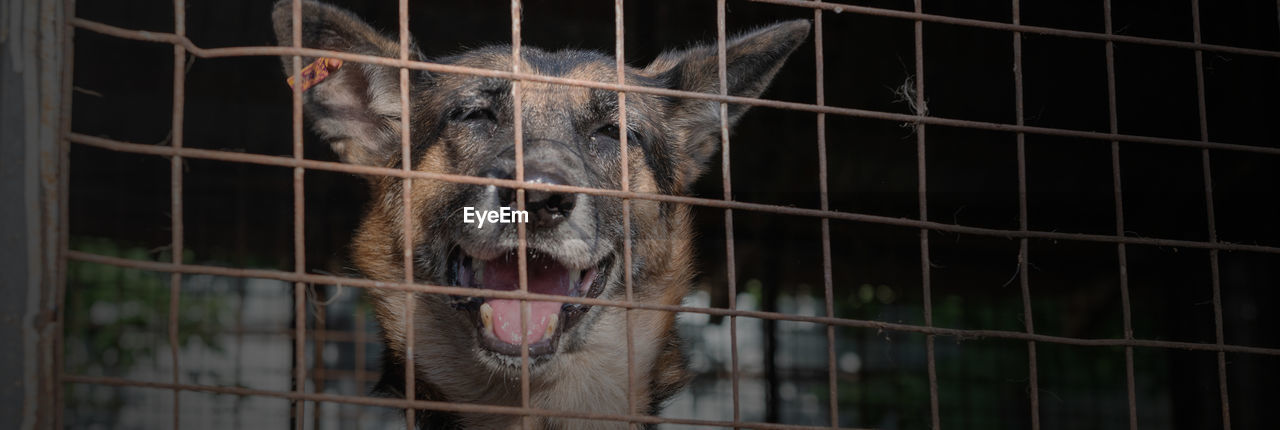 Dog in animal shelter waiting for adoption. dog behind the fences. dog in animal shelter cage.