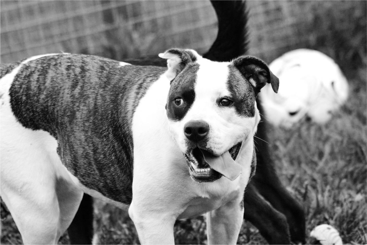 Dog standing on field