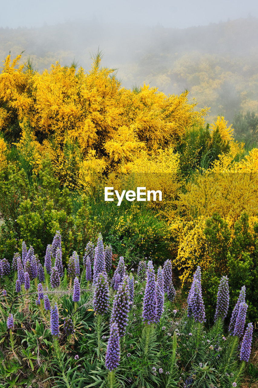 plant, flower, flowering plant, beauty in nature, growth, nature, freshness, yellow, prairie, meadow, land, no people, field, wildflower, fragility, tranquility, landscape, day, environment, scenics - nature, blossom, purple, springtime, outdoors, tranquil scene, sky, multi colored, rural scene, tree, green, agriculture, abundance, botany, flower head