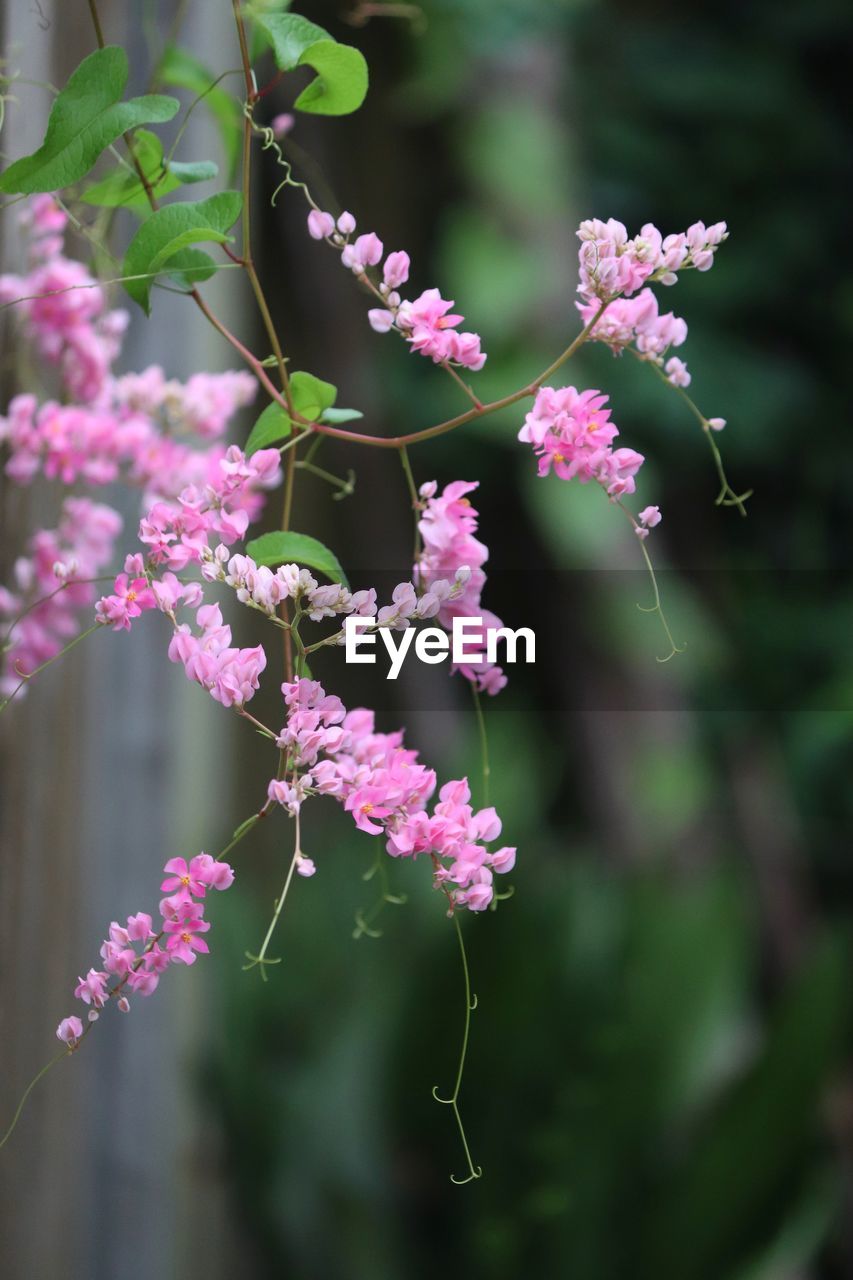 CLOSE-UP OF PINK FLOWERS