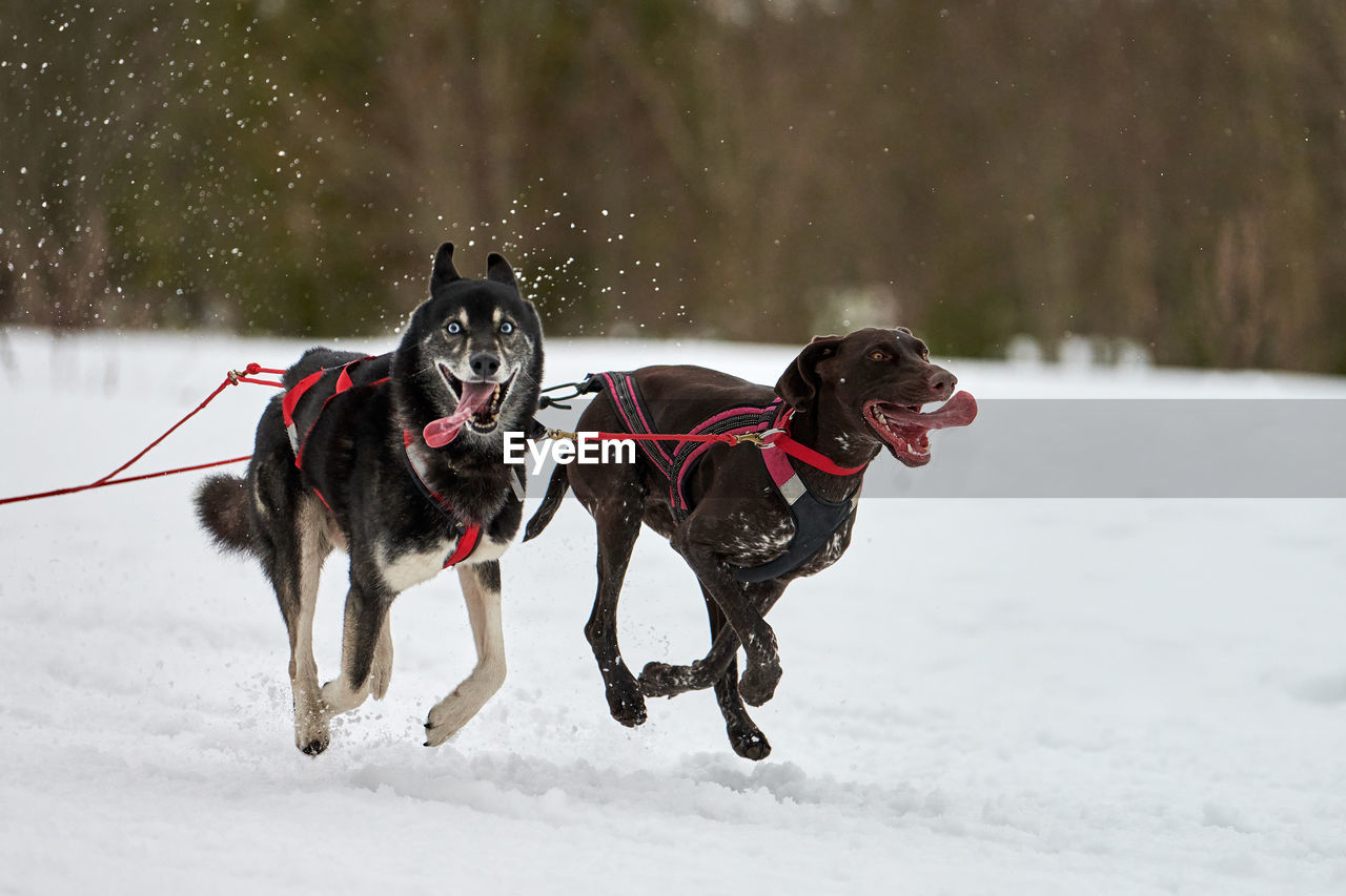 DOG RUNNING ON SNOW FIELD