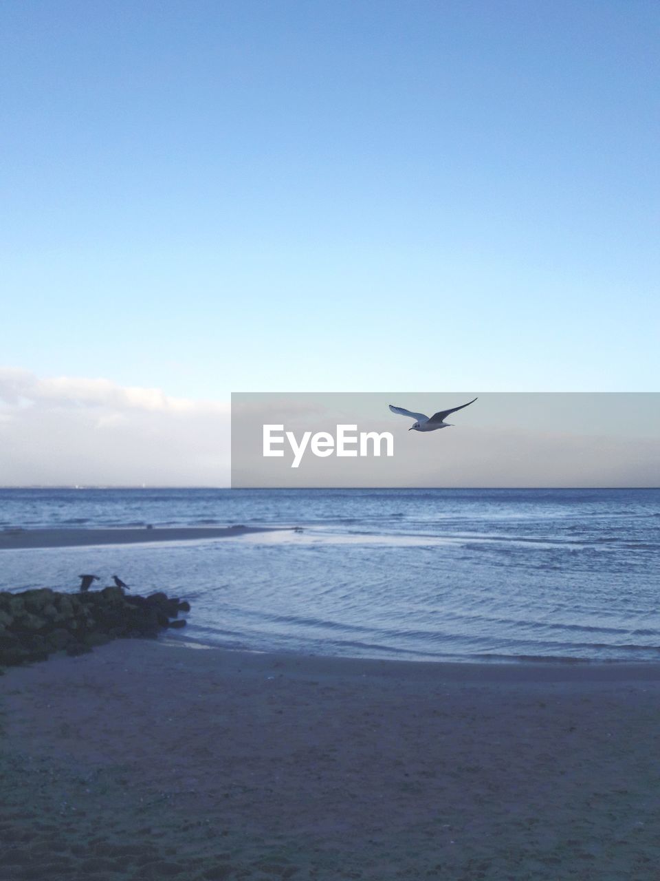 SEAGULL FLYING ABOVE SEA