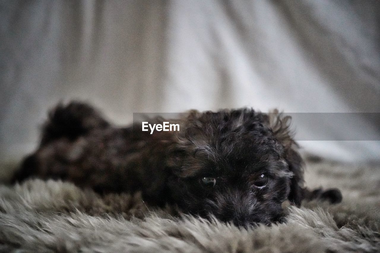 pet, mammal, animal themes, animal, one animal, dog, domestic animals, canine, puppy, lying down, relaxation, young animal, havanese, no people, bed, indoors, terrier, lap dog, animal hair, furniture, cute, resting, portrait, selective focus, sleeping, looking at camera