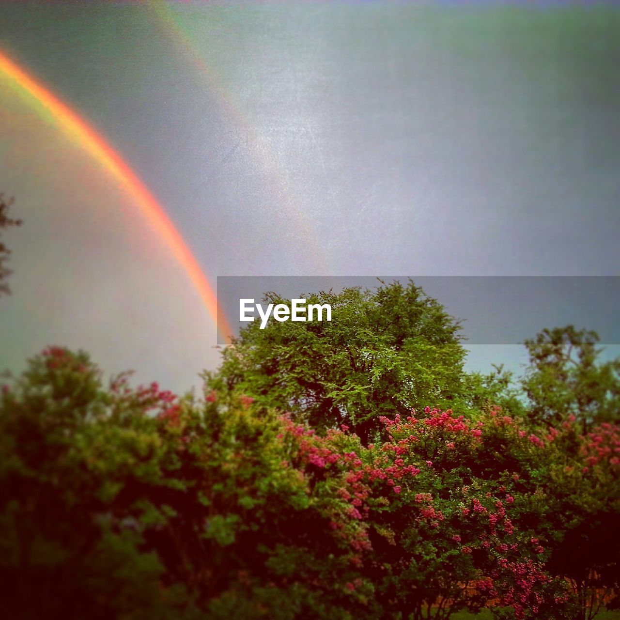 Trees growing against rainbow