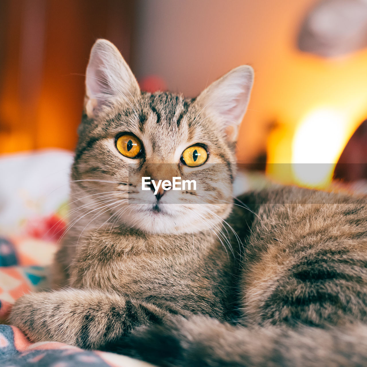 Close-up portrait of cat relaxing at home