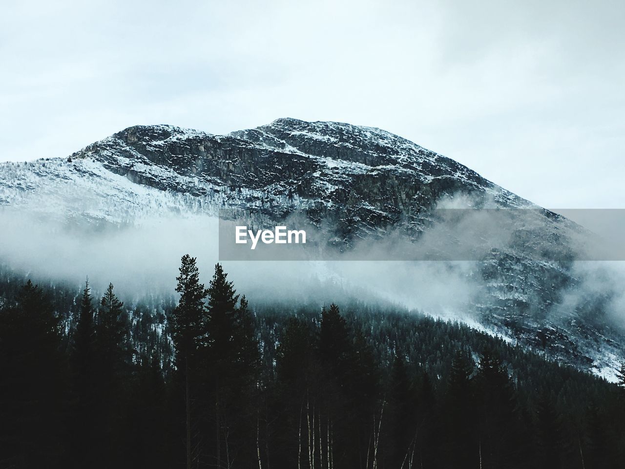 Scenic view of forest against sky