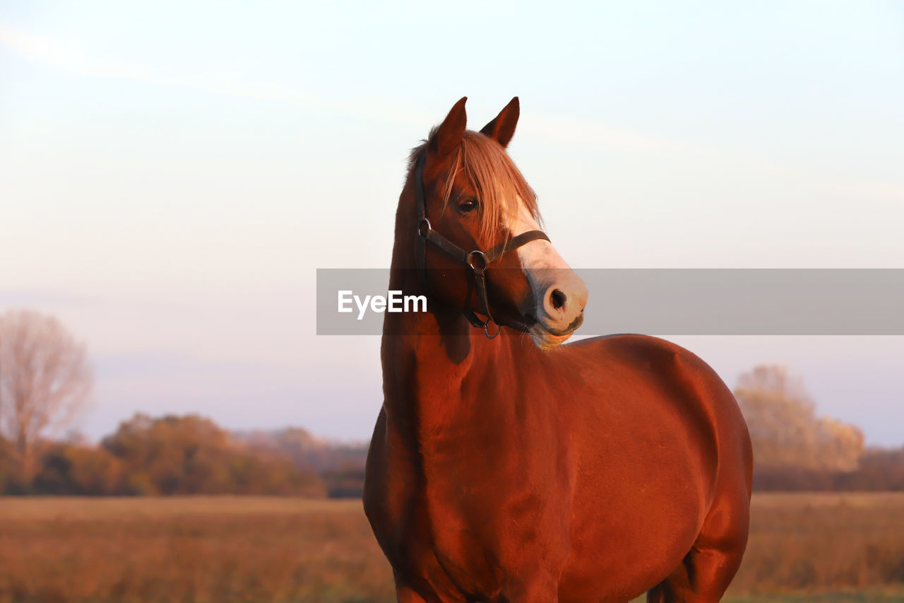 HORSE IN FIELD