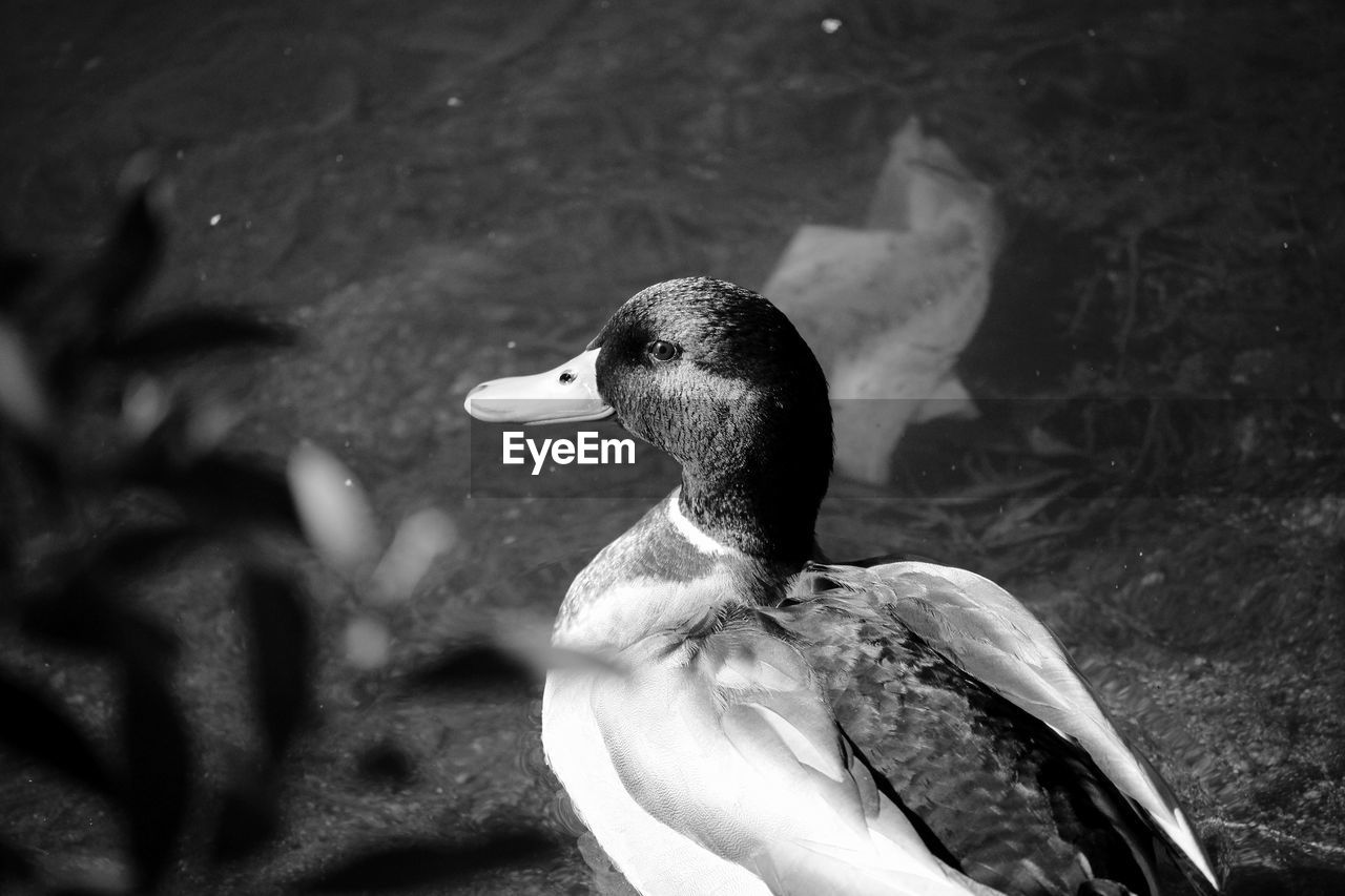 High angle view of mallard duck swimming in lake