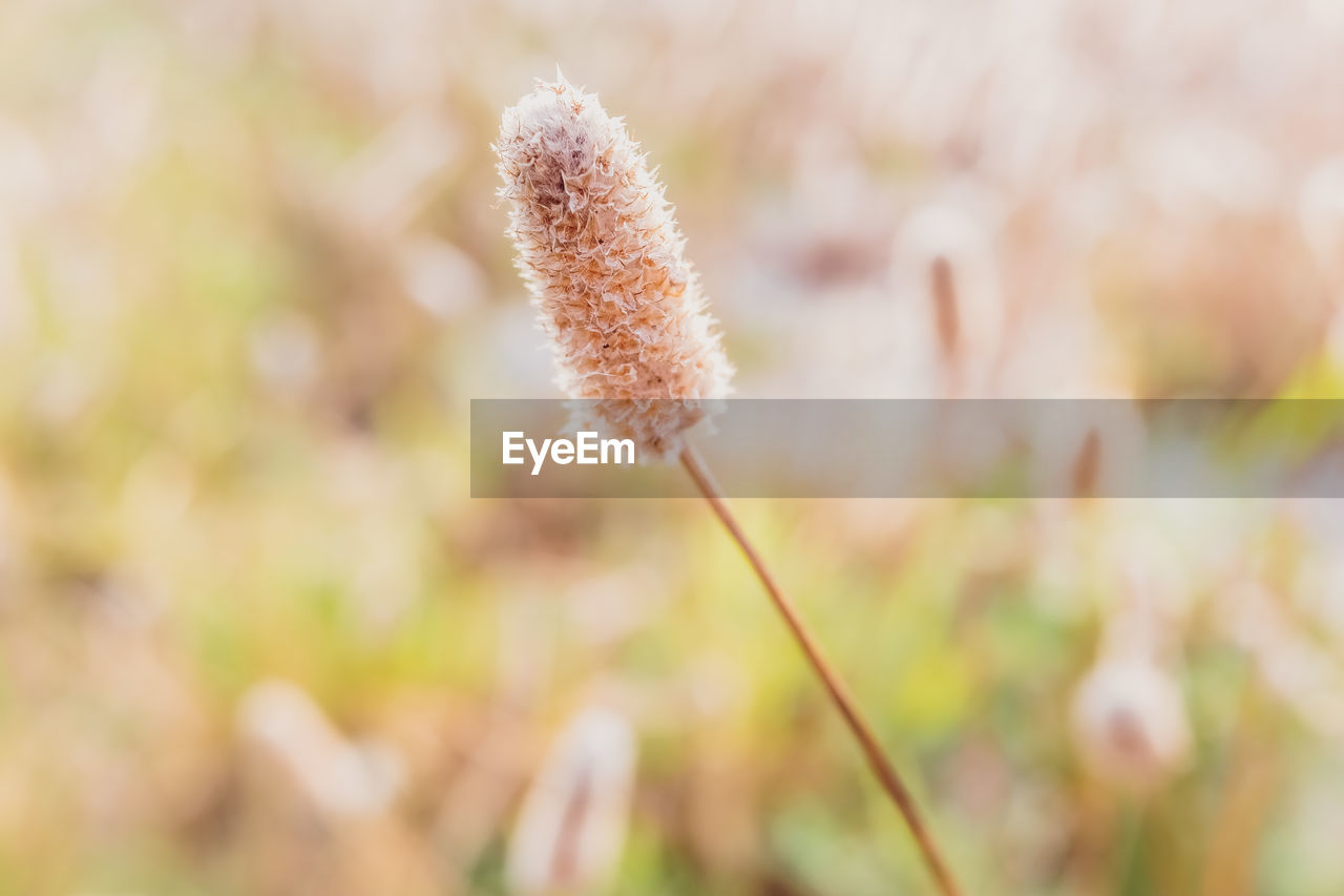 Close-up of flowering plant on field