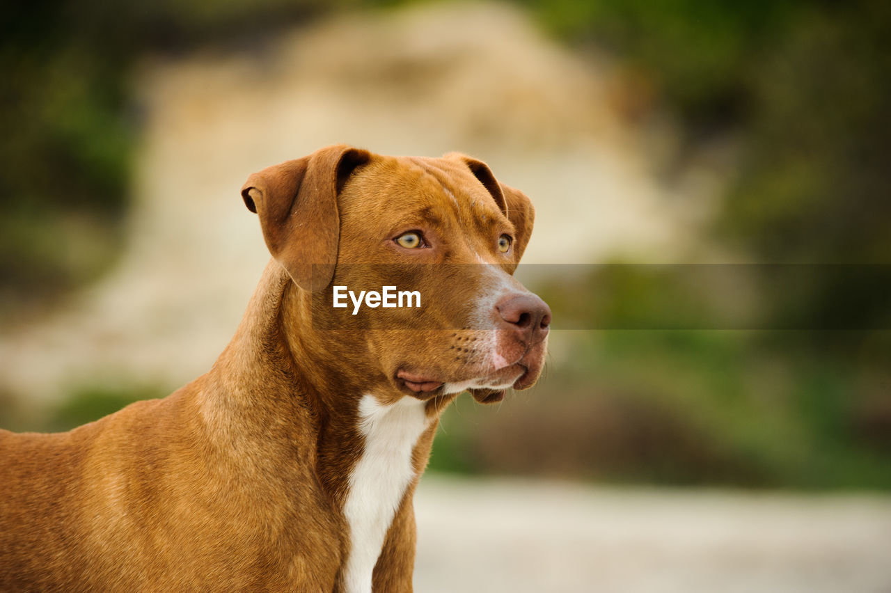 Close-up of brown dog looking away