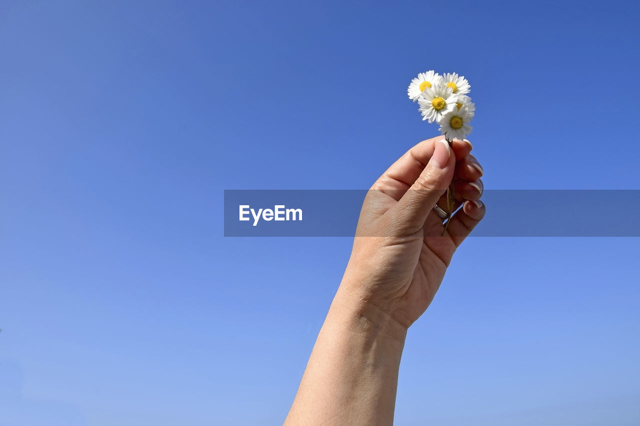 Raised female hand holds small bouquet of five wild daisies against clear blue sky. copy space.