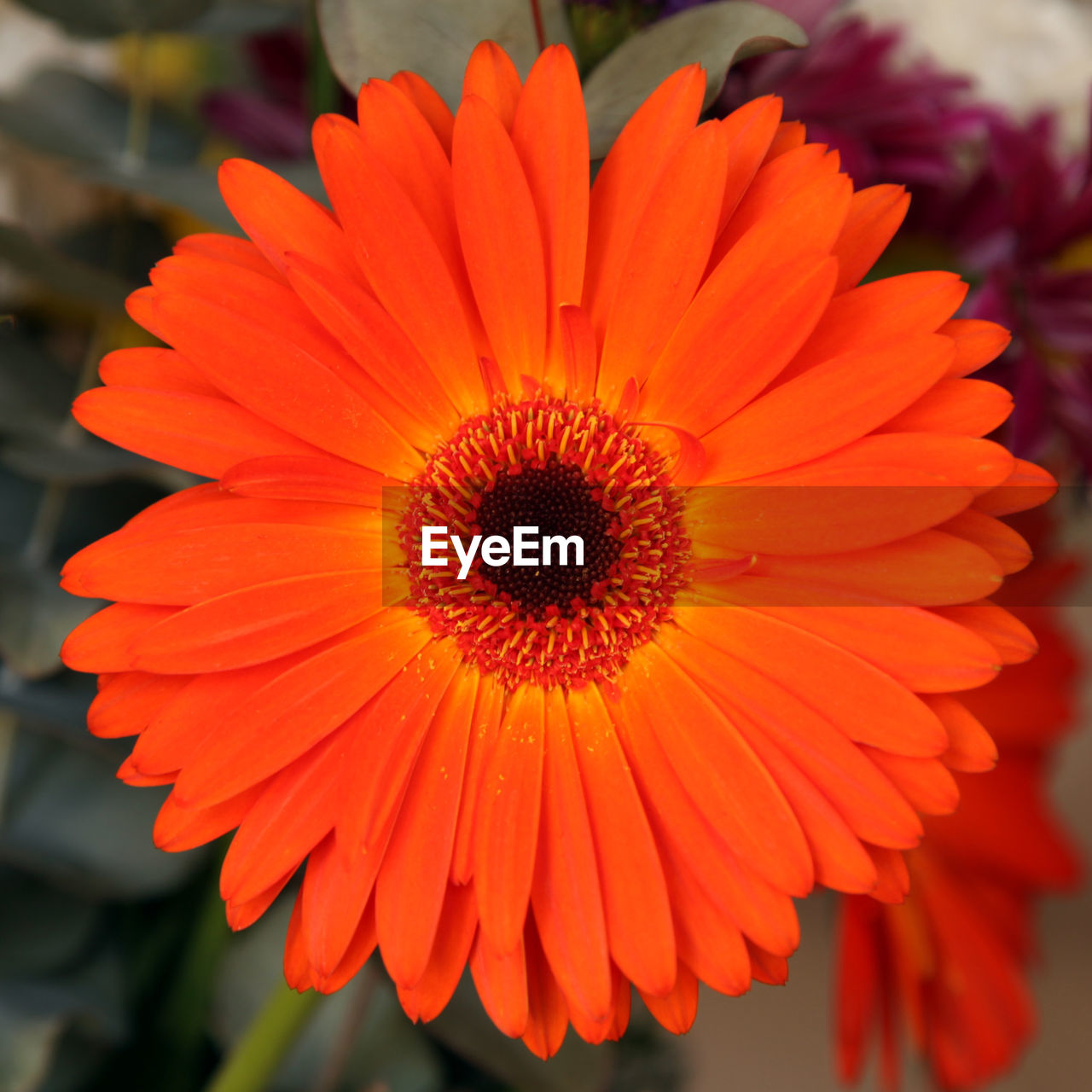 CLOSE-UP OF ORANGE FLOWER POLLEN