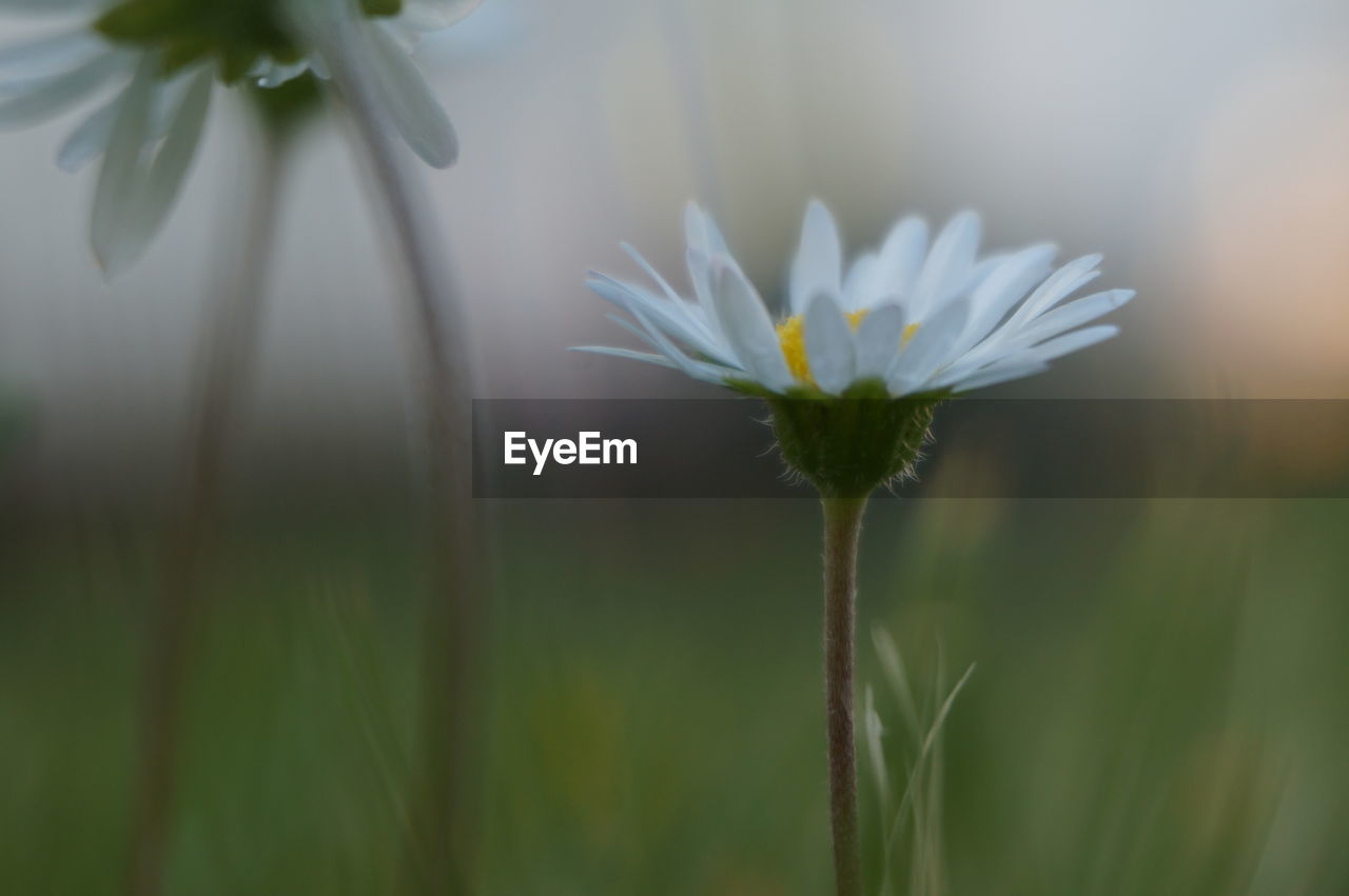 CLOSE-UP OF WHITE FLOWERS BLOOMING OUTDOORS