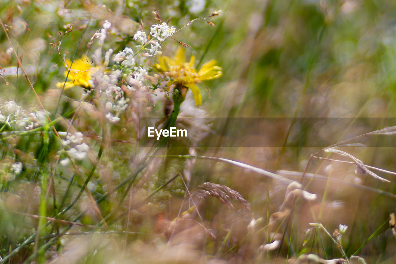 Close-up of flower blooming in field