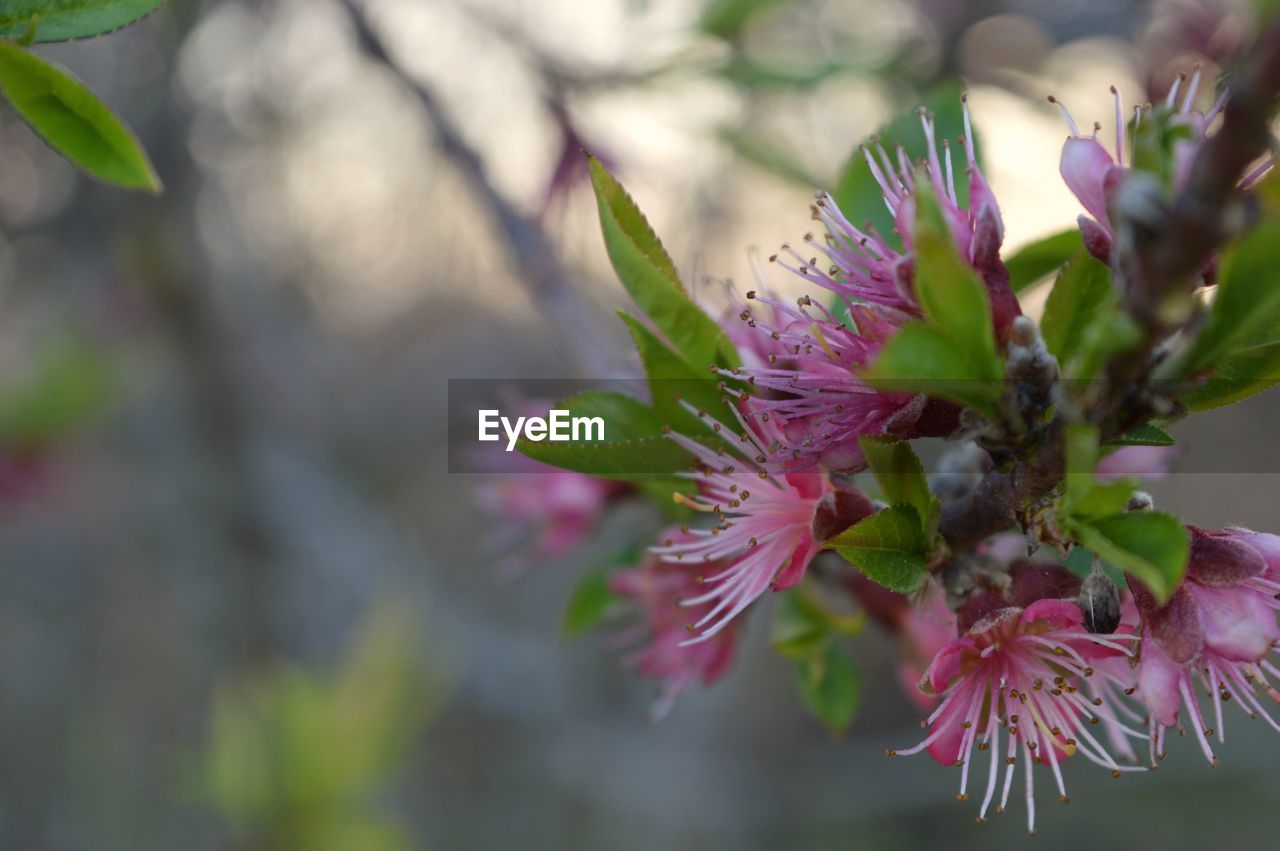 CLOSE-UP OF PINK CHERRY BLOSSOM