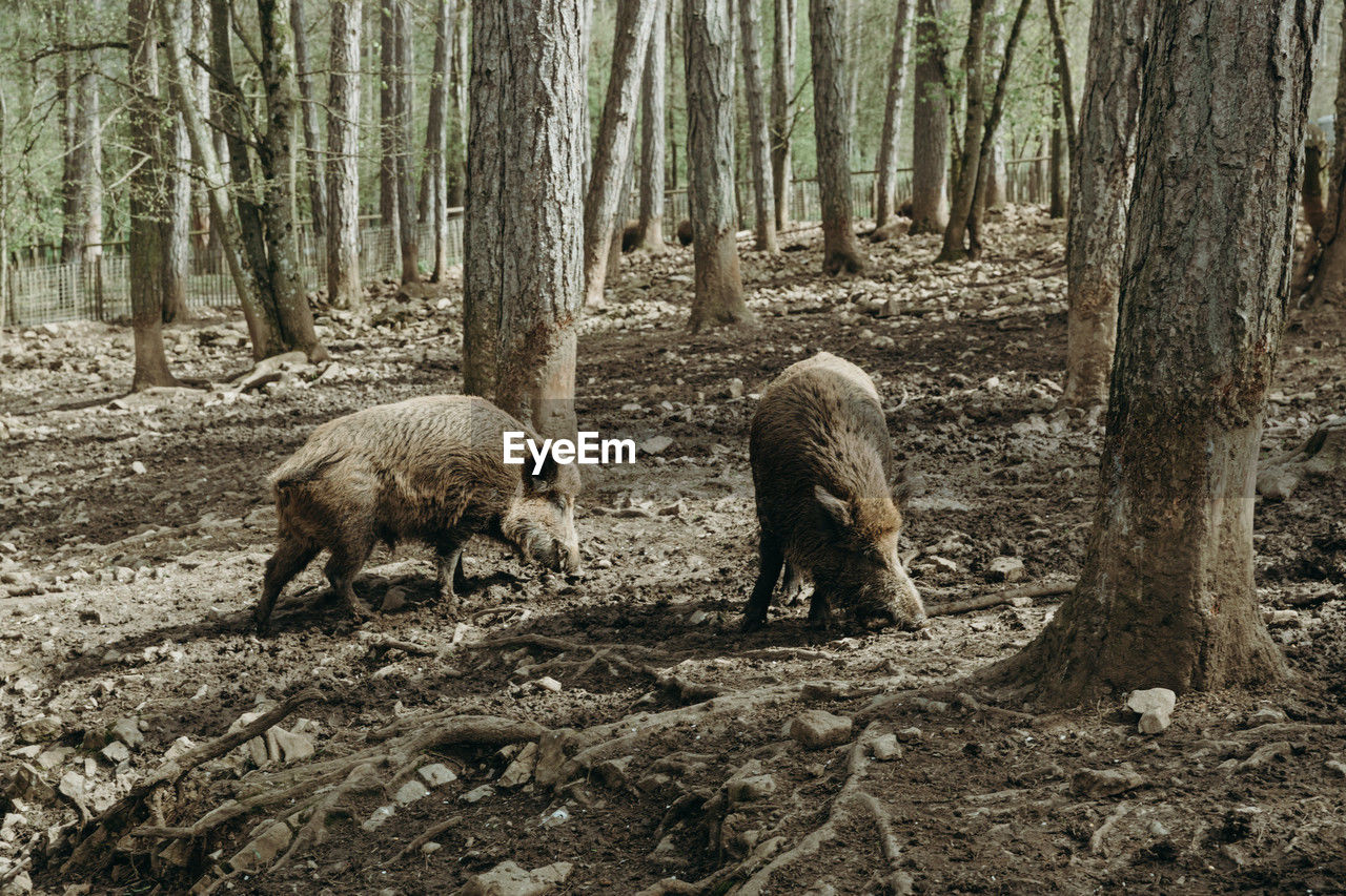 Two wild boars in the forest among the trees.