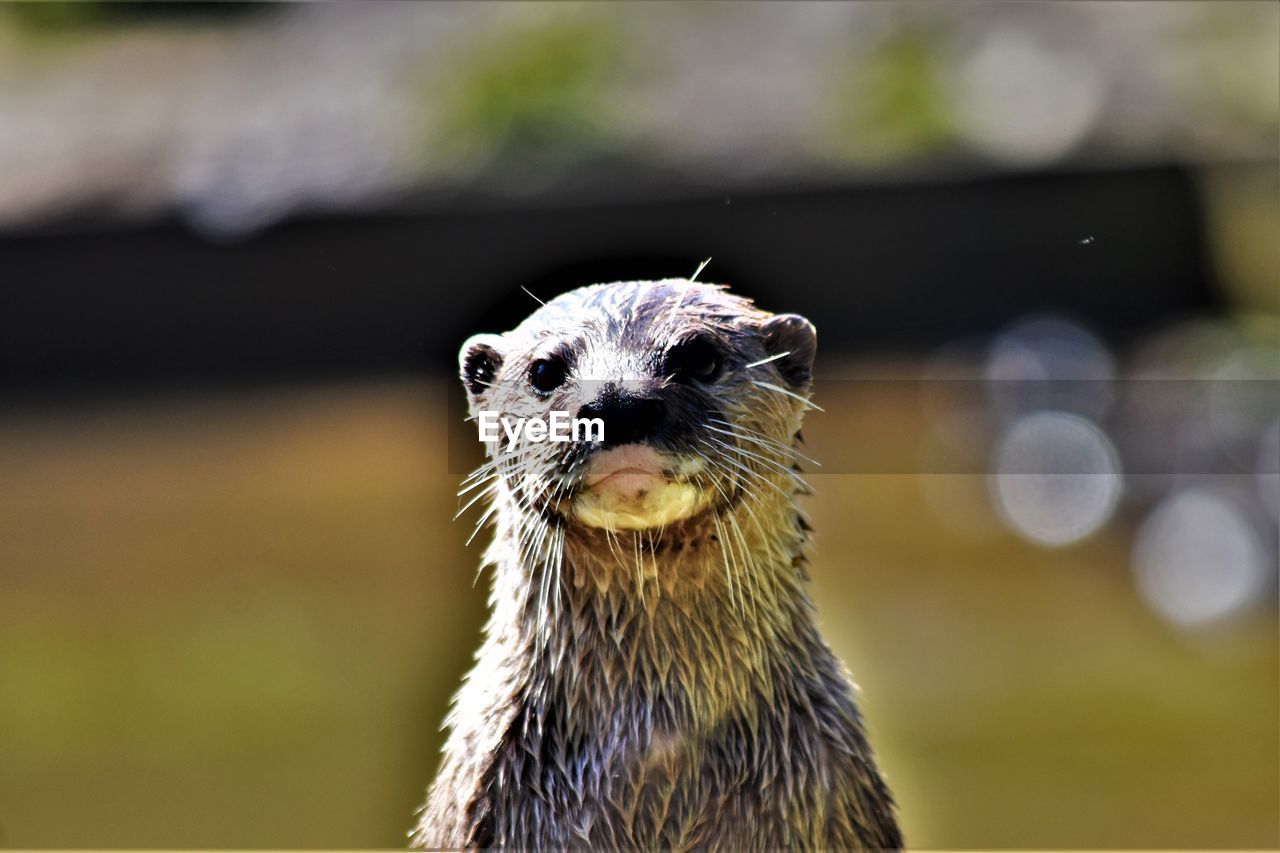 Close-up portrait of an otter 