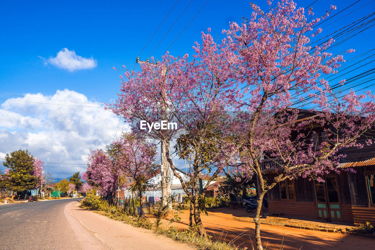 Pink cherry blossoms on road against sky