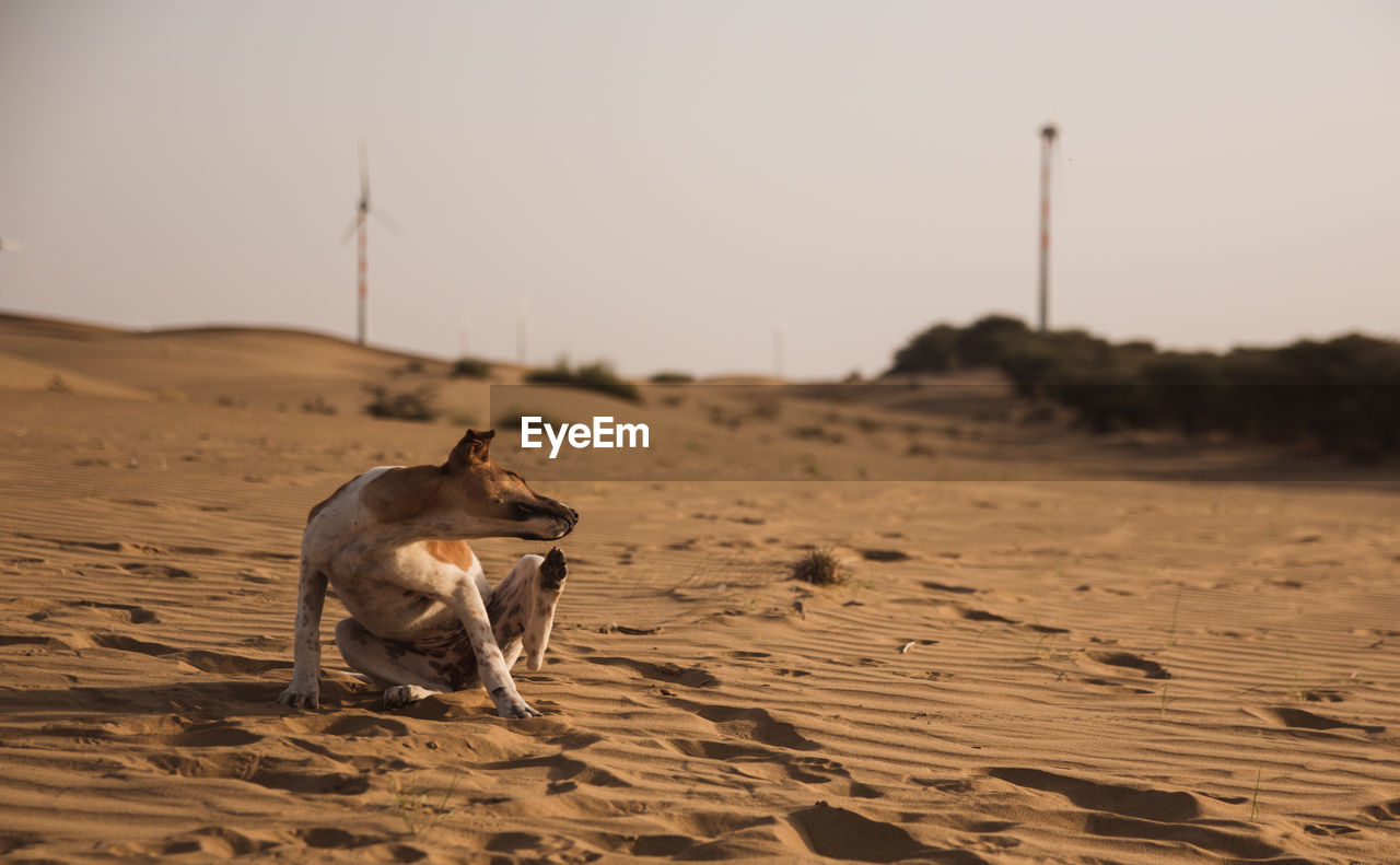 View of a dog on desert