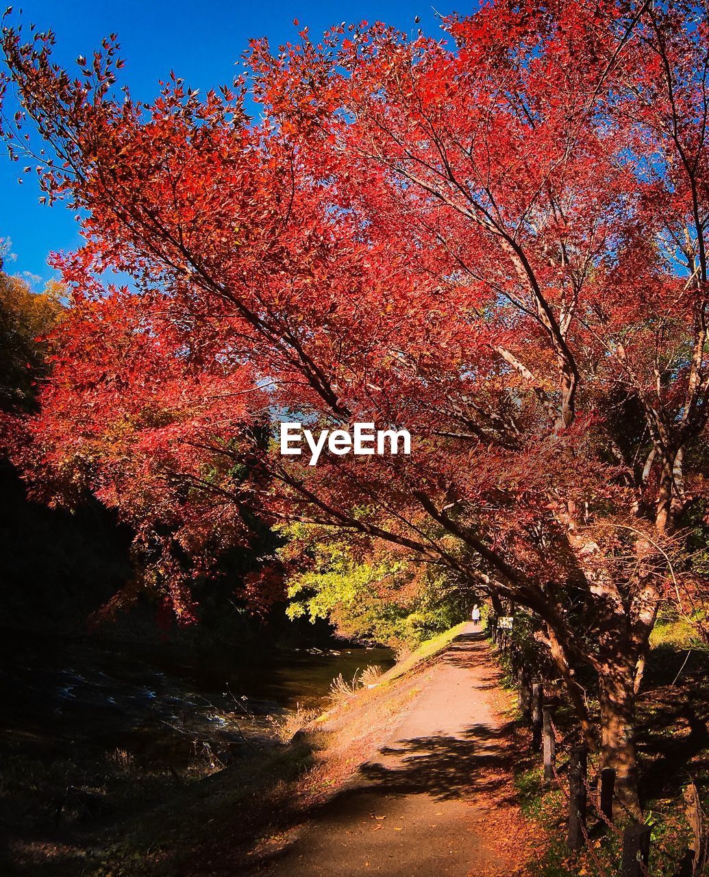 TREES IN FOREST AGAINST SKY