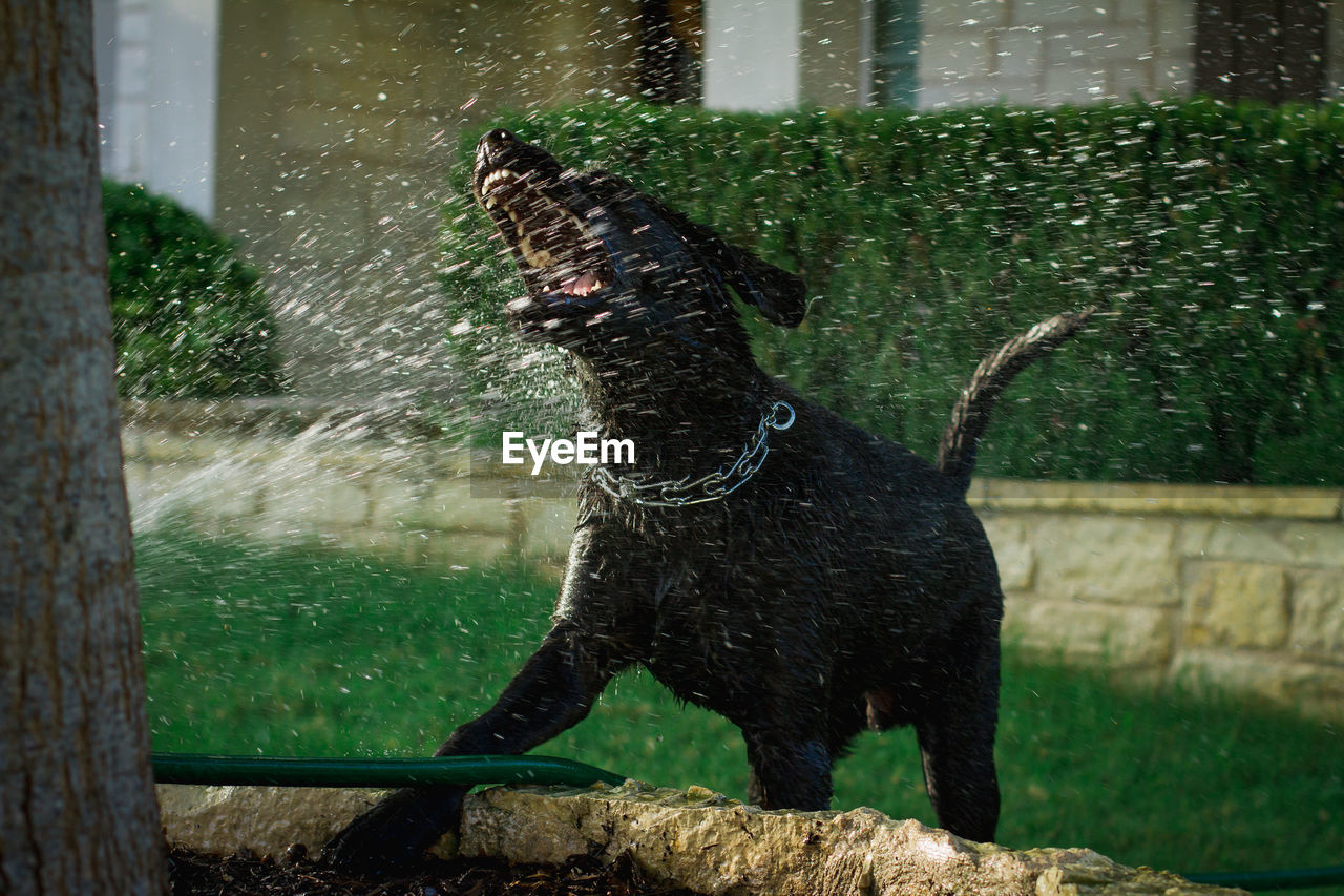 Dog playing with water at yard