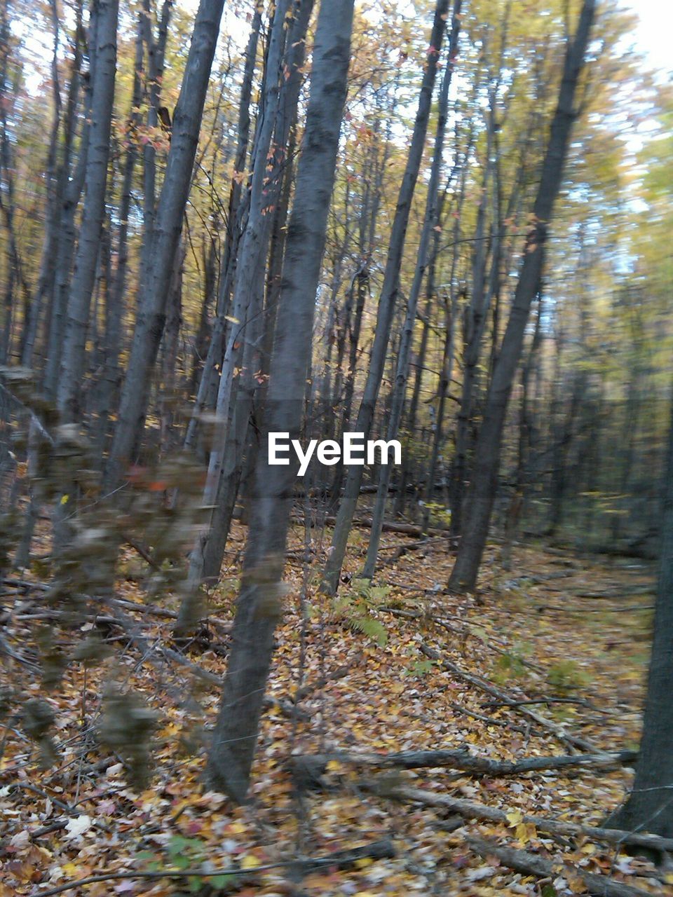 VIEW OF TREES IN FOREST