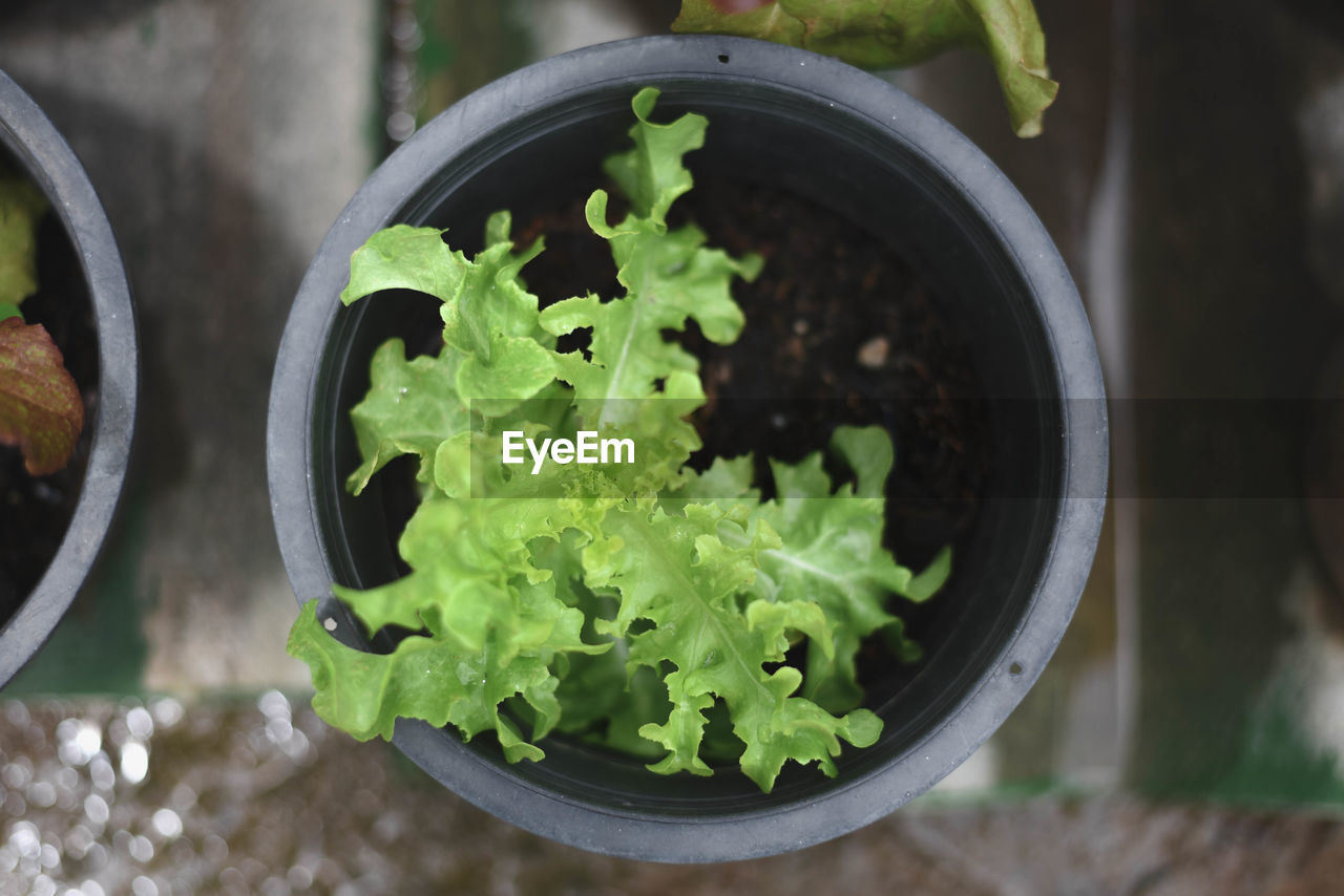 High angle view of potted plant in container