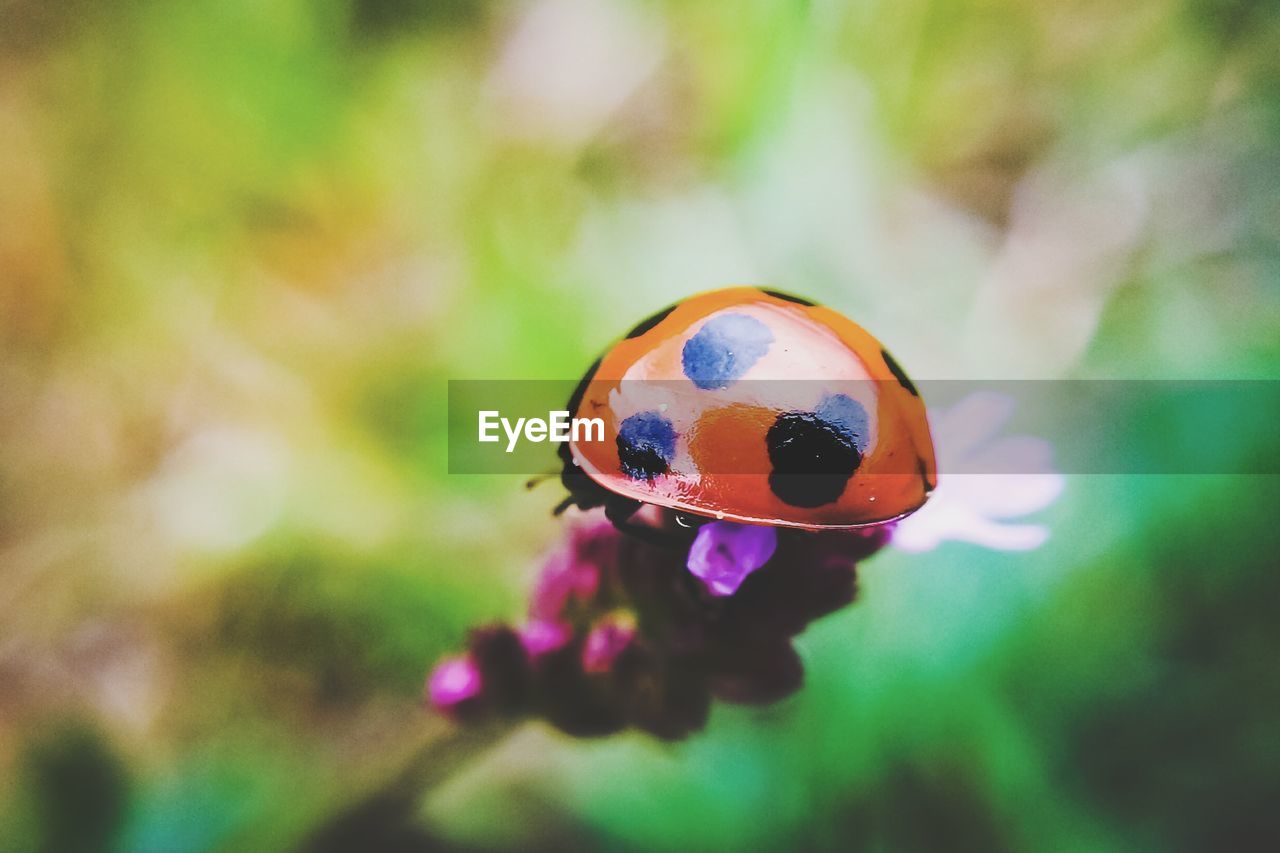 Close-up of ladybug on flower